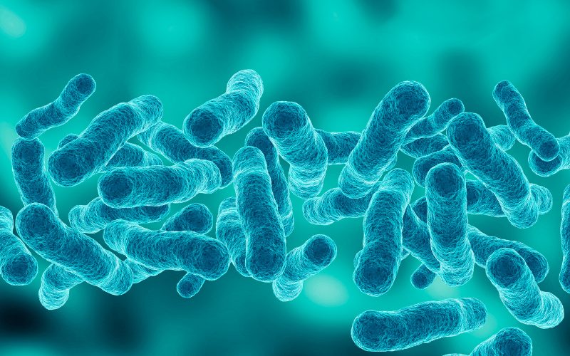 microscopic magnification Legionella pneumophila, Gram-negative bacillus that causes pneumonia